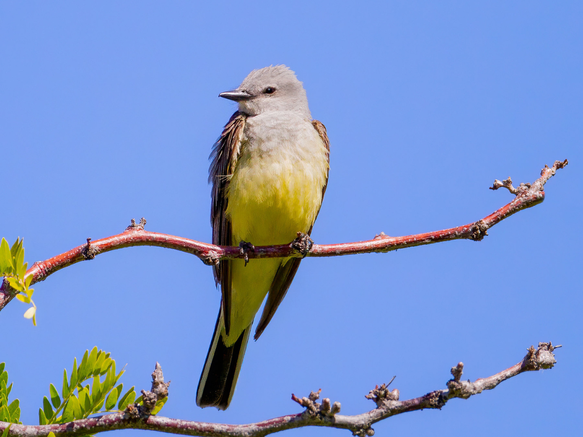 Western Kingbird